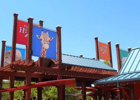 Don't Miss The Baby Gorilla And Tiny Leopard Cubs At Utah's Hogle Zoo