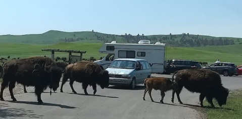 Enjoy Countless Wildlife From The Comfort Of Your Own Car Along The 18-Mile Wildlife Loop State Scenic Byway In South Dakota