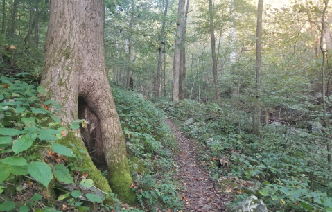 Hike Past Waterfalls And Beautiful Views On The Doyles River Loop In Virginia