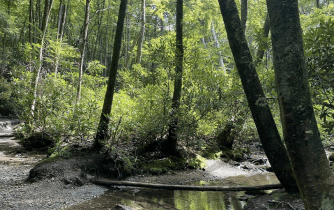 A 2-Mile Hiking Trail In North Carolina, Green Knob Loop Is Full Of Babbling Brooks