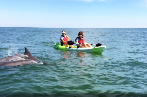 Paddle Alongside Wild Dolphins On This One-Of-A-Kind Eco Tour In Virginia