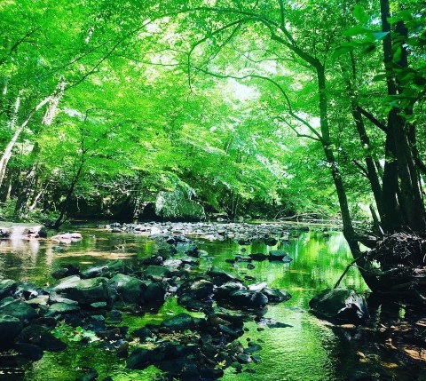 The Cutchenmine Trail Might Be One Of The Most Beautiful Short-And-Sweet Hikes To Take In Alabama