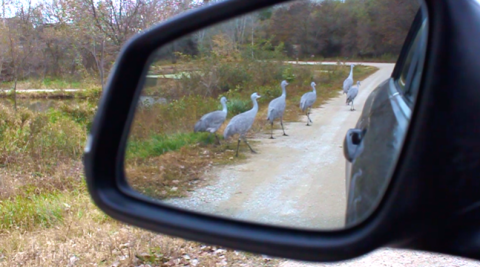 You Don't Even Have To Leave Your Car At Lee G. Simmons Wildlife Safari Park, A Unique Safari Experience In Nebraska