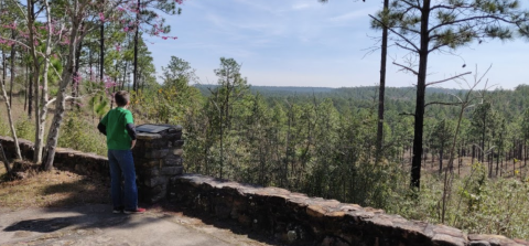 This Easily Accessible Treetop View In Louisiana Is Only Steps From The Parking Lot