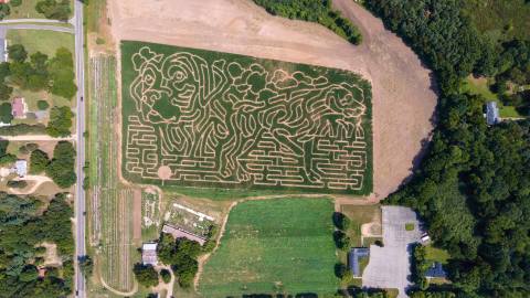 Get Lost In A Dog-Shaped Corn Maze This Fall At Deep Roots Produce In Michigan