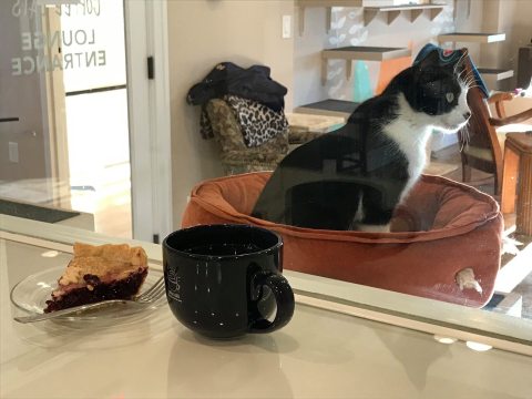 Coffee Cats Is A Completely Cat-Themed Catopia Of A Cafe In Iowa