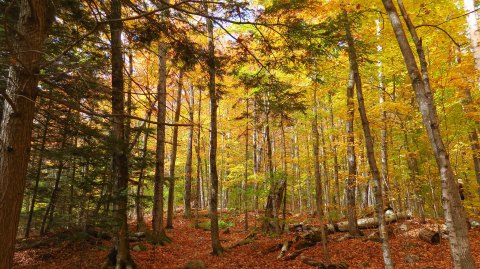 These 7 Hiking Trails In New Hampshire Lead To The Best Fall Foliage Views In The State