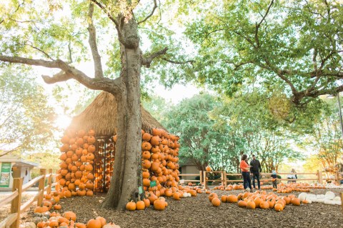 The Best Way To See Fall Colors In Nashville Is The Cheekwood Harvest Festival At Cheekwood Estate And Gardens