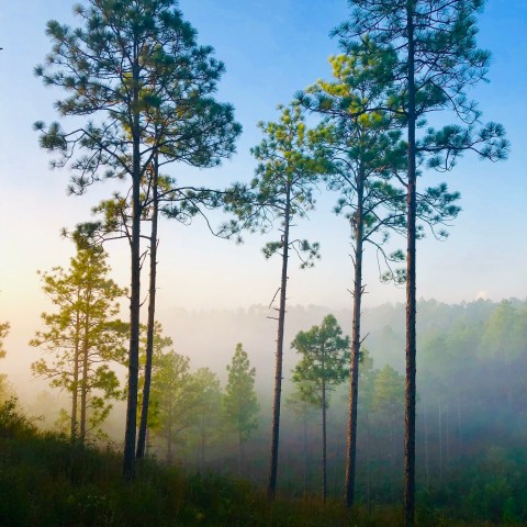 Longleaf Vista Interpretive Trail Is A Challenging Hike In Louisiana That Will Make Your Stomach Drop