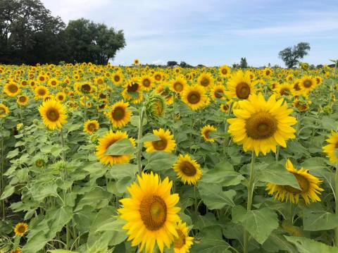 The Festive Sunflower Farm In Wisconsin Where You Can Cut Your Own Flowers