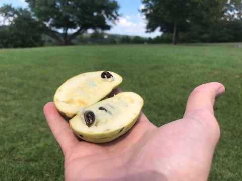 More And More West Virginians Are Tasting The Delicious, Wild 'Appalachian Banana' This Fall