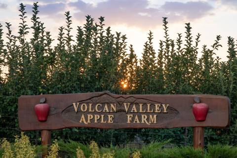 Pick Apples Right Off The Tree At Volcan Valley Apple Farm, An Old-Fashioned U-Pick Farm In Southern California