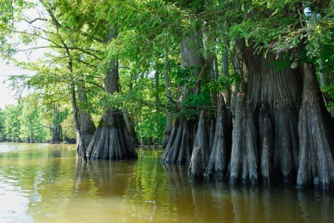 Hike This Ancient Forest In Missouri That’s Home To 500-Year-Old Trees