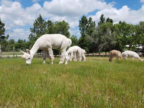 Enjoy A Warm, Fuzzy Day At An Alpaca Farm In North Dakota During National Alpaca Farm Days