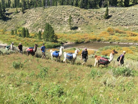 Embark On A Llama Safari Through Yellowstone National Park With This Montana Company