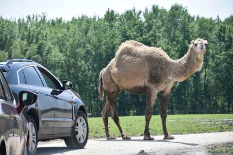 You Don't Even Have To Leave Your Car At Aikman Wildlife Adventure, A Unique Safari Experience In Illinois