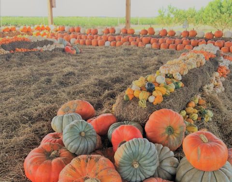 Start Planning For A Trip To Southern Hill Farms In Florida This Fall For Apple Cider Donuts Galore