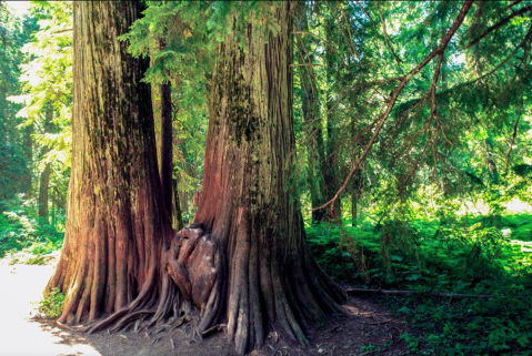 The Ross Creek Cedars Trail Might Be One Of The Most Beautiful Short-And-Sweet Hikes To Take In Montana