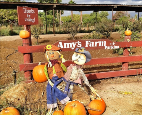 The Old-Fashioned Farm In Southern California, Amy's Farm, Is The Perfect Destination For A Day Trip This Fall