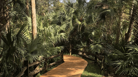 The Juniper Springs Trail Might Be One Of The Most Beautiful Short-And-Sweet Hikes To Take In Florida