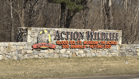 See Zebras And Water Buffalo Up Close At Action Wildlife, A Drive-Thru Adventure In Connecticut