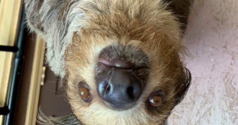 You Can Play With A Baby Two-Toed Sloth At Zootastic, A Safari Park In North Carolina