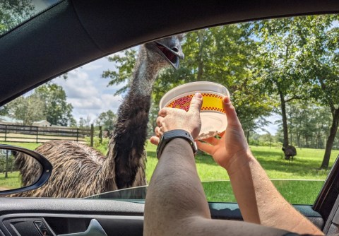 Meet The Adorable Zebras, Giraffes, And More At Eudora Farms' Drive-Thru Animal Safari In South Carolina