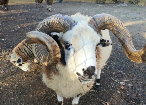 Kids Can Spend The Day Playing Around At A Free Outdoor Playground And Zoo In North Carolina