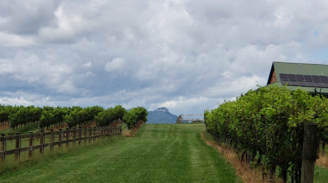 You Can Drink Wine With Llamas At Divine Llama Vineyards In North Carolina