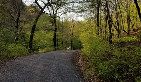 Pitch Your Tent At Crystal Campground For A Relaxing Arkansas Adventure