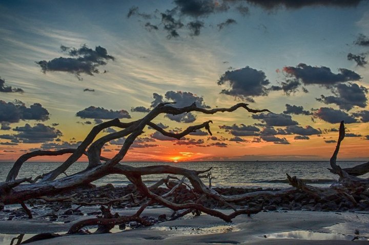 Driftwood Beach Jekyll Island