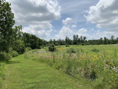 Wildflowers And Foliage Of All Colors Pave The Way On The Mount Summit Trail In Indiana