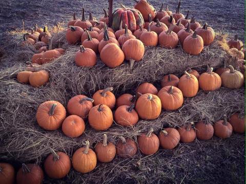 Bring The Family Out To The Hugo Pumpkin Festival In Oklahoma And Enjoy Elephants And Fall Festivities Under One Roof