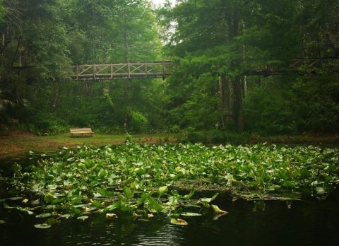 Ravine Gardens State Park In Florida Is So Hidden Most Locals Don't Even Know About It