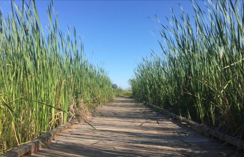 The Cane Bayou Track Trail Might Be One Of The Most Beautiful Short-And-Sweet Hikes To Take In Louisiana