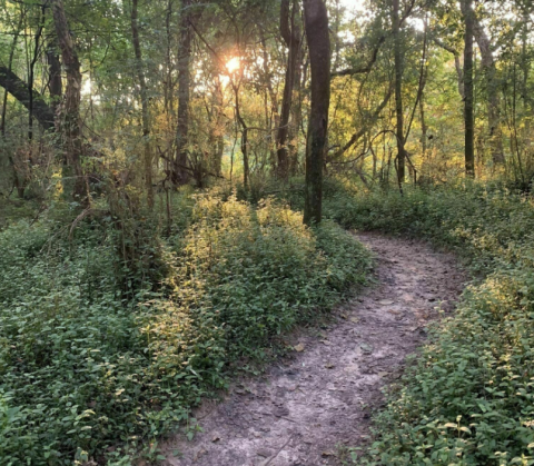 Enjoy Pure Tranquility Hiking The Comite Park Trail In Louisiana