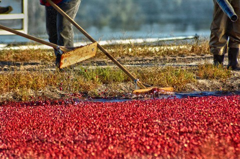 New Jersey's Brand New Cranberry Trail Is A Perfect Fall Drive