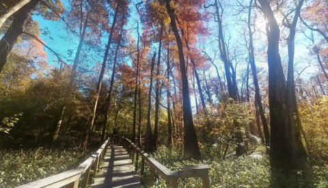 You'll Fall In Love With Louisiana Again Wandering Through The Bluebonnet Swamp Nature Center In Louisiana