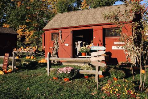 Pick Pumpkins Off The Vine At Warrup's Farm, A Lovely Fall Destination In Connecticut