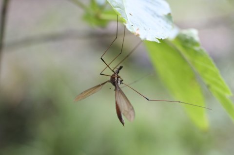 Crane Flies Are Invading Ohio This Fall And They Look Like Giant Mosquitoes