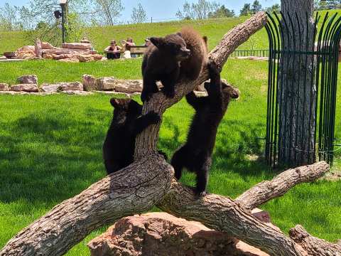 You Don't Even Have To Leave Your Car At Bear County USA, A Unique Wildlife Park In South Dakota