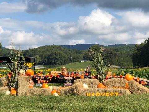 The Festive Sunflower Farm In Georgia Where You Can Cut Your Own Flowers