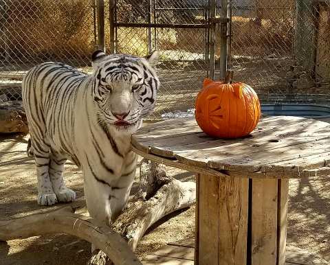 Visit The Sierra Nevada Zoological Park In Nevada This Month For Family-Friendly Halloween Fun