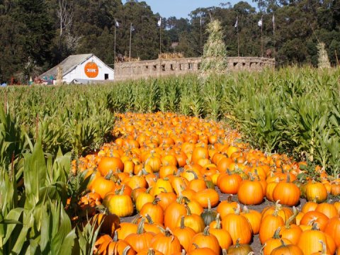 The Arata's Pumpkin Farm In Northern California Is A Classic Fall Tradition