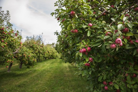 Bite Into The Best Arkansas Black Apples At Appel Farms