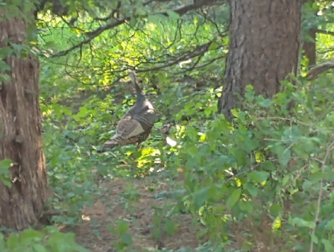 Union Grove State Park Has The Best Trail For Bird Watching In All Of South Dakota