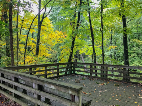 The 1.8-Mile Witch Hazel Trail In Michigan Takes You Through The Enchanting Ringwood Forest