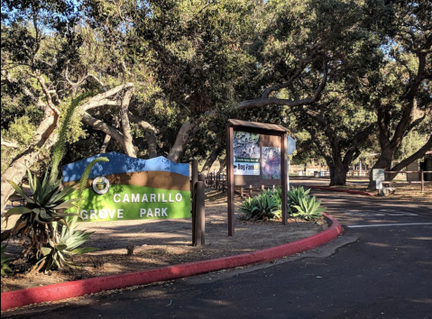 A Beautiful Canopy Of Trees Awaits You At Camarillo Grove Park In Southern California