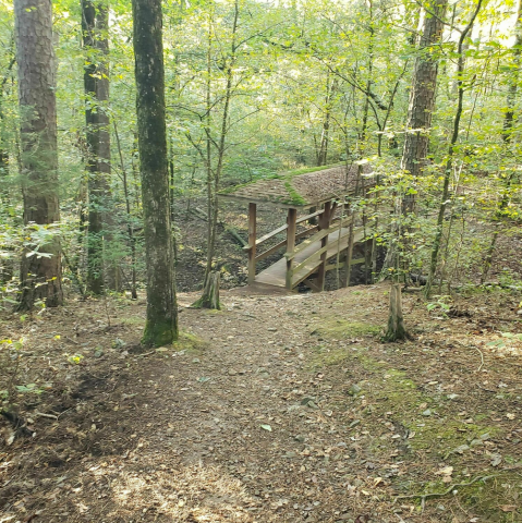 Tree Trail Is A 1.6-Mile Hike In Oklahoma That Leads You To A Pristine Babbling Brook