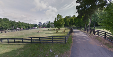 You Can Pet Alpacas When You Visit The Mistletoe Farm Just Outside Of Nashville